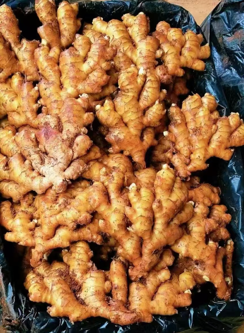 贵州小黄姜主营【市场，出口，电商，加工厂】