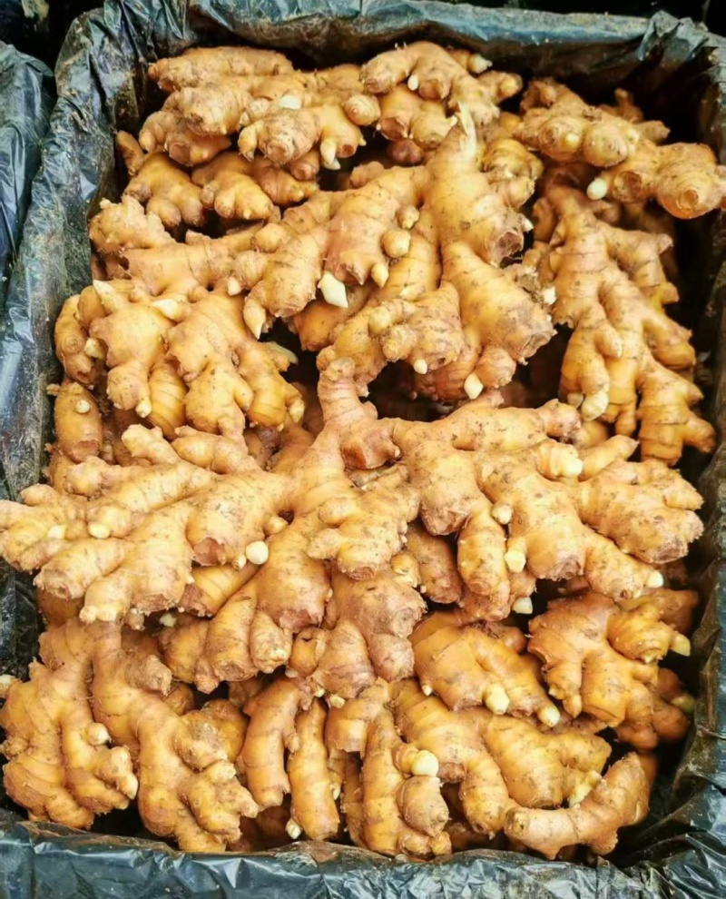 贵州小黄姜主营【市场，出口，电商，加工厂】