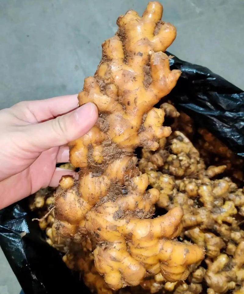 云南红土小黄姜可供【市场，出口，加工厂，药厂】