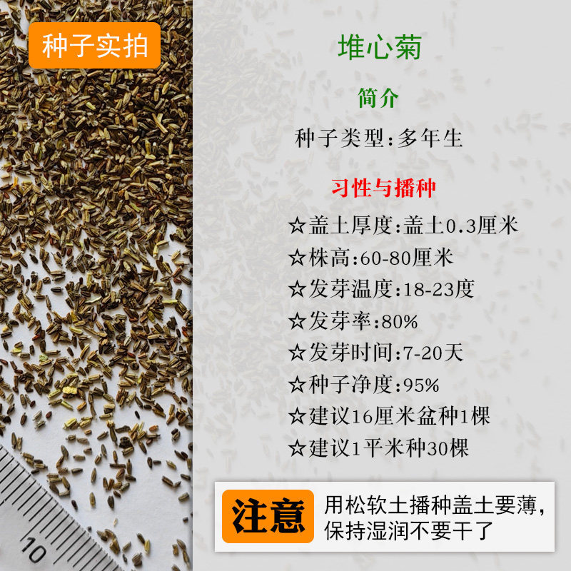 堆心菊种子四季易种室外庭院阳台花种多年生易活景观花籽