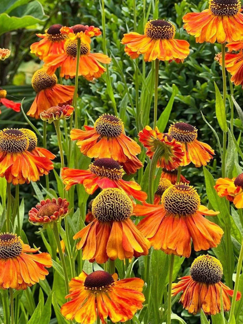 堆心菊种子四季易种室外庭院阳台花种多年生易活景观花籽