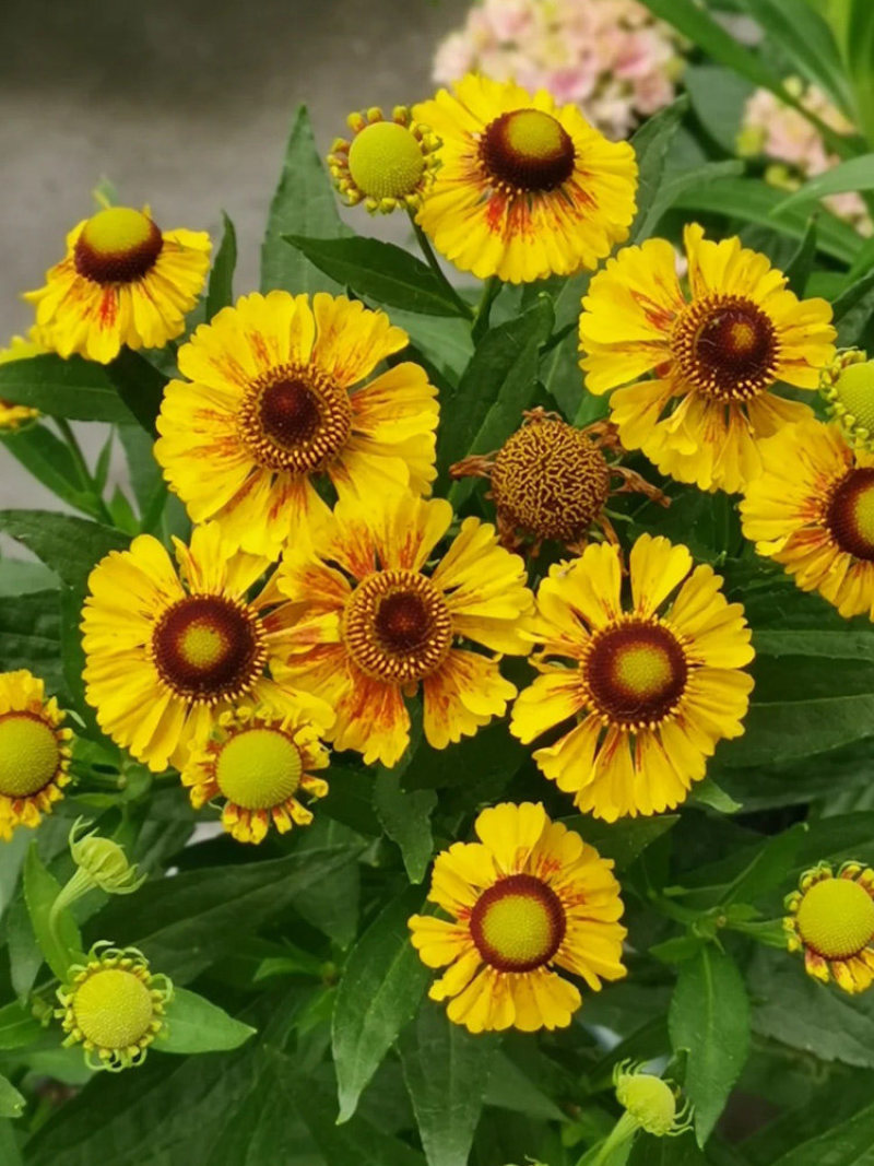 堆心菊种子四季易种室外庭院阳台花种多年生易活景观花籽