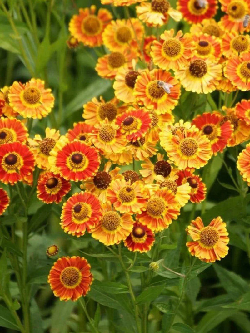堆心菊种子四季易种室外庭院阳台花种多年生易活景观花籽