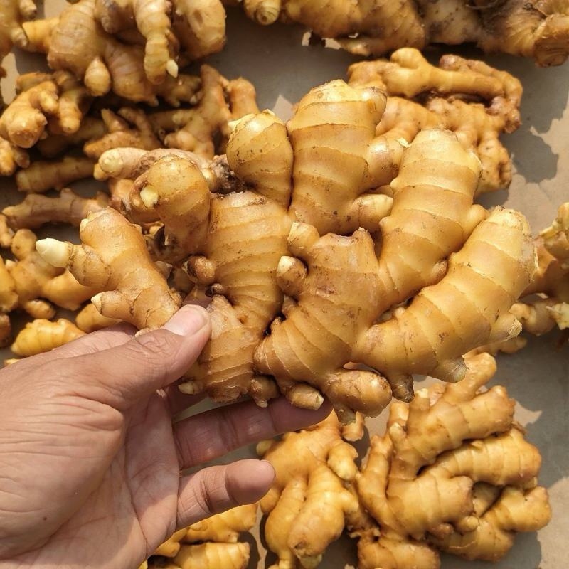 四川窖藏小黄姜【常年供应/电商，市场，药厂，加工厂】