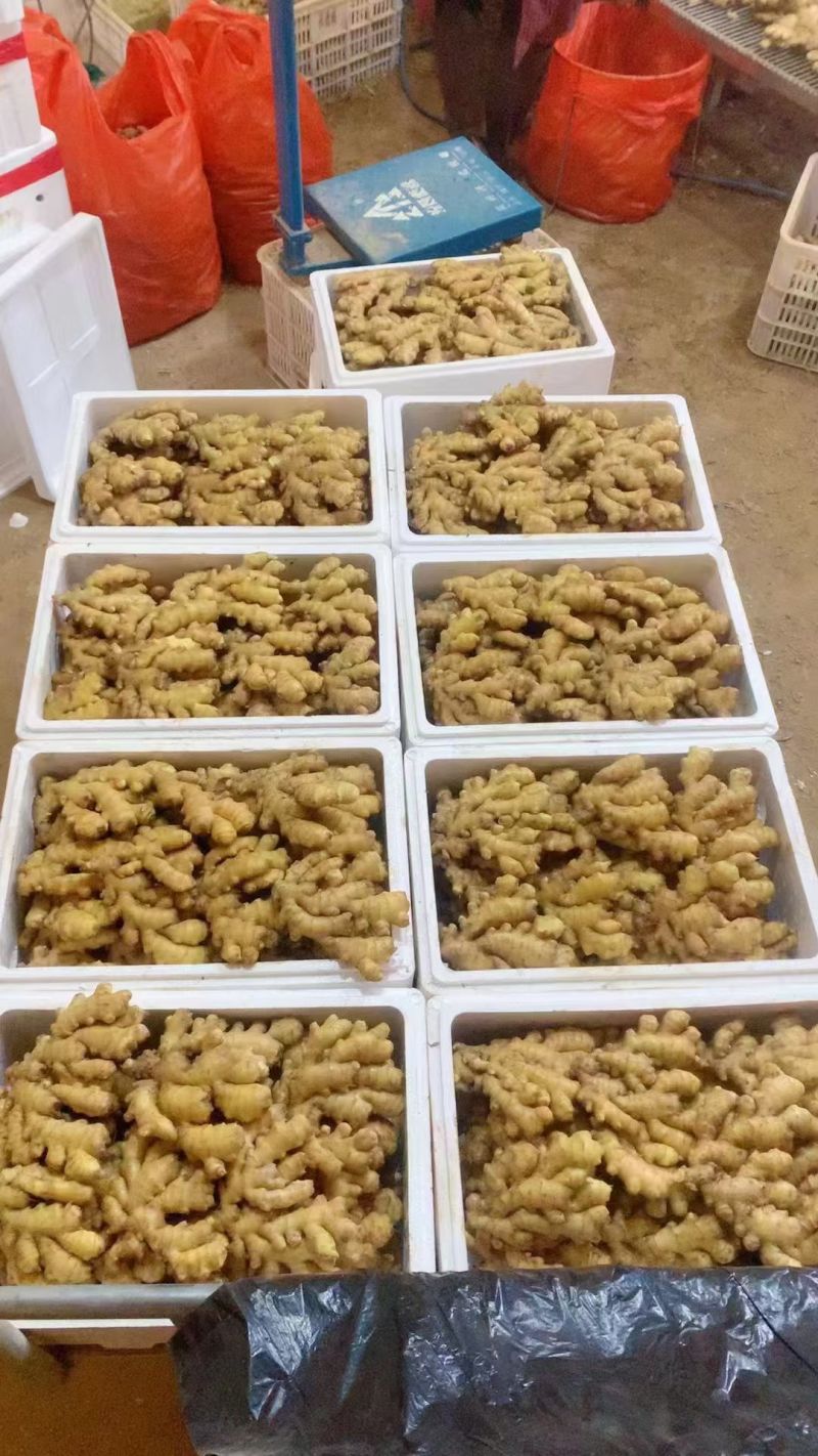 四川窖藏小黄姜【常年供应/电商，市场，药厂，加工厂】