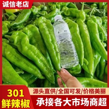 『301鲜辣椒』江苏鲜辣椒/产地现货/量大从优/全国发货