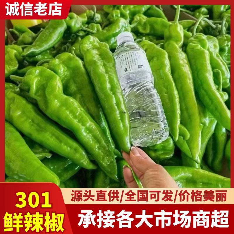 『301鲜辣椒』江苏鲜辣椒/产地现货/量大从优/全国发货