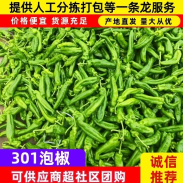 【荐】301辣椒/江苏鲜辣椒《基地直供量大从优》全国发货