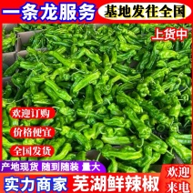 『芜湖薄皮椒』江苏鲜辣椒/产地现货/量大从优/可全国发货