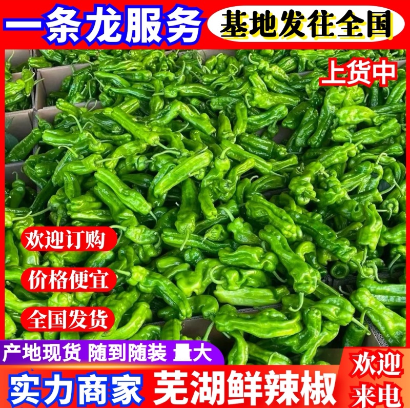 『芜湖薄皮椒』江苏鲜辣椒/产地现货/量大从优/可全国发货