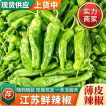 『薄皮鲜辣椒』江苏鲜辣椒/产地现货/量大从优/可全国发货