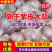 主营(4—6公分大蒜)紫皮大蒜,出口,市场批发
