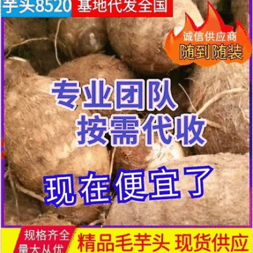 主营（电商货/市场货）毛芋头/8520/豆包/牛奶小芋头