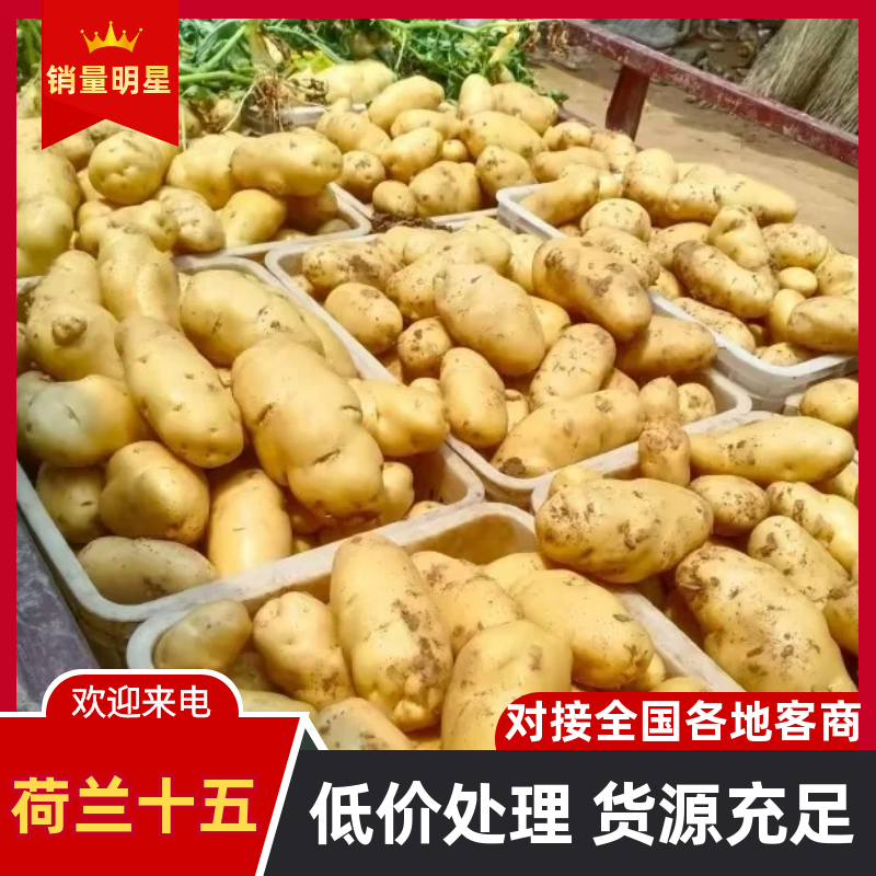 【黄心土豆&荷兰十五土豆】山东新土豆/规格齐全/全国发货