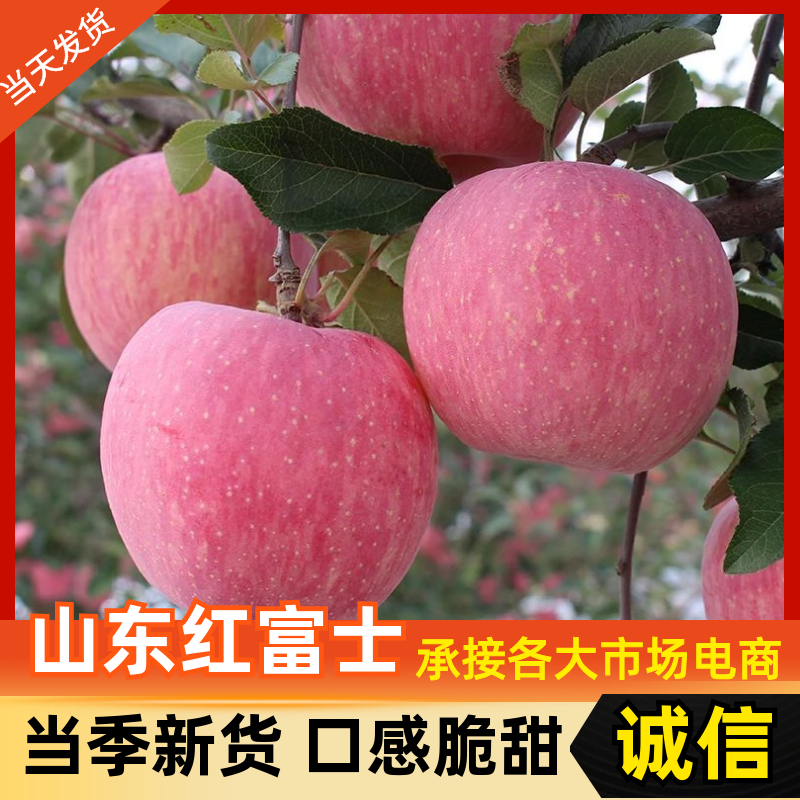 山东红富士苹果/山东苹果【规格齐全/常年供应】全国发货