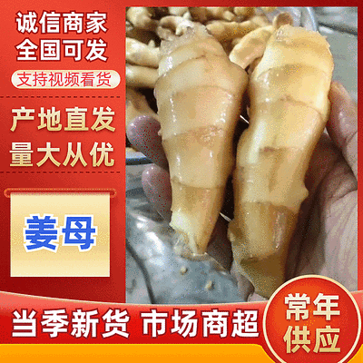 姜母产地批发【常年供应/全国发货】大/小姜母/欢迎来电