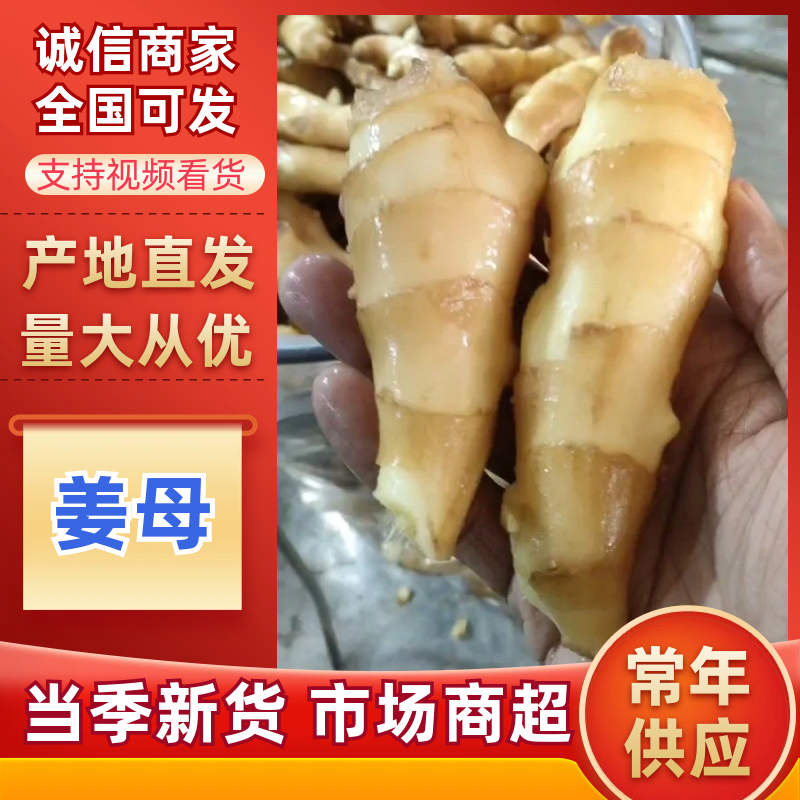 姜母产地批发【常年供应/全国发货】大/小姜母/欢迎来电