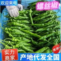 【长期供应】精品螺丝椒青椒按需包装质优价廉电商货市场货