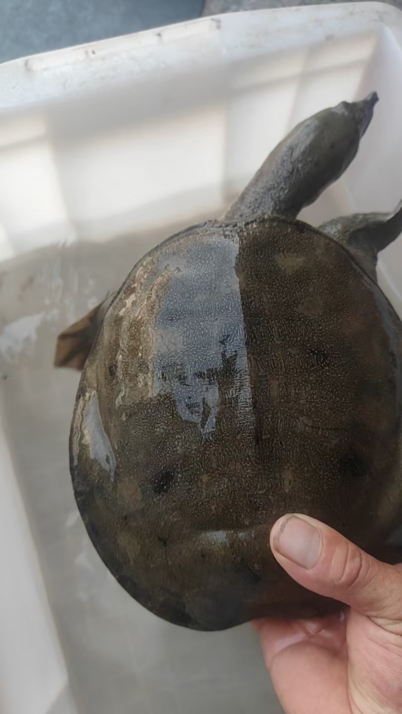 湖北荆州本地甲鱼规格齐全量大从优欢迎老板联系