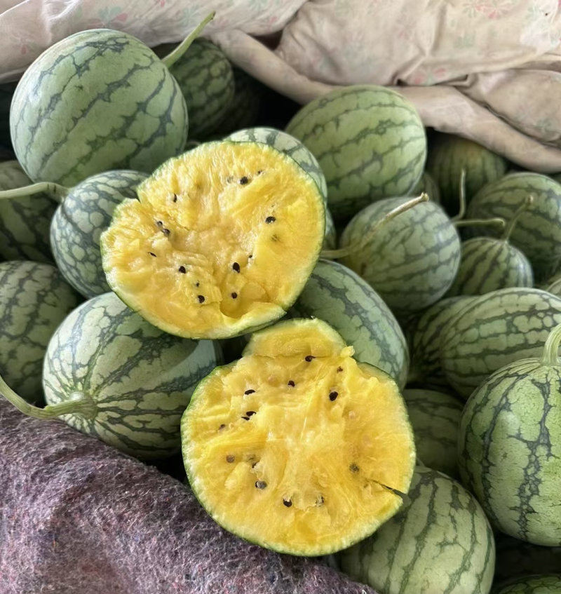 江苏精品特小凤西瓜货源充足产地直发保质保量欢迎采购
