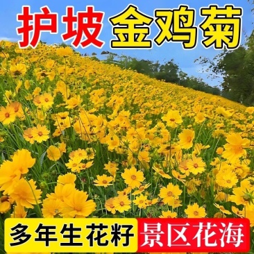 金鸡菊种子公园花海工程造景耐热耐旱四季种植易养活多年矮生