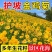 金鸡菊种子公园花海工程造景耐热耐旱四季种植易养活多年矮生
