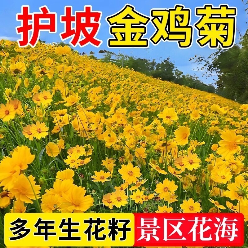 金鸡菊种子公园花海工程造景耐热耐旱四季种植易养活多年矮生