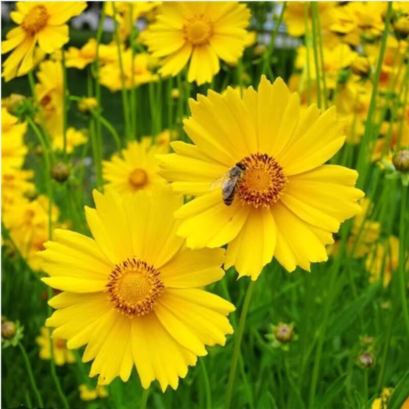 金鸡菊种子公园花海工程造景耐热耐旱四季种植易养活多年矮生
