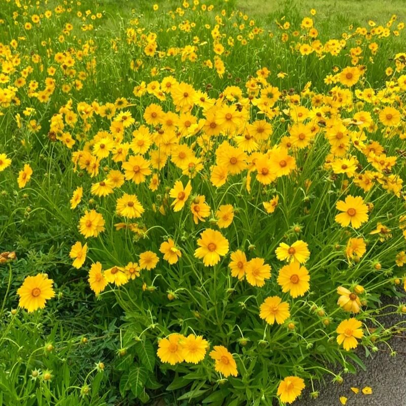 金鸡菊种子公园花海工程造景耐热耐旱四季种植易养活多年矮生