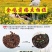 金鸡菊种子公园花海工程造景耐热耐旱四季种植易养活多年矮生