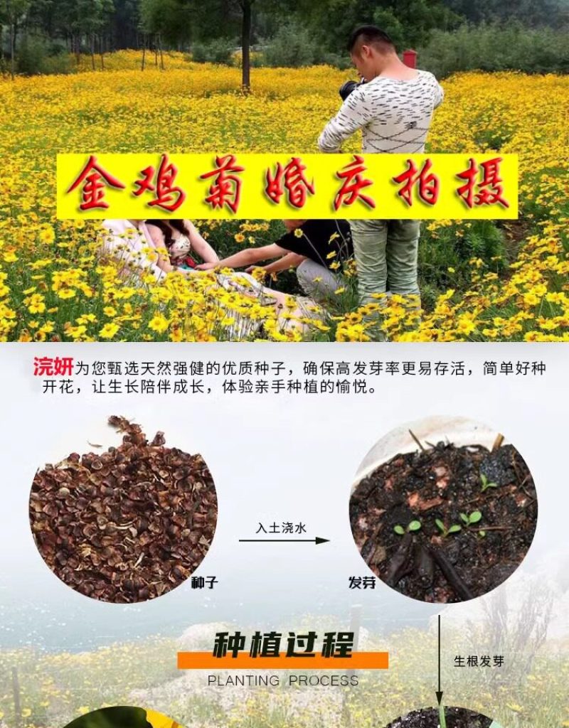 金鸡菊种子公园花海工程造景耐热耐旱四季种植易养活多年矮生
