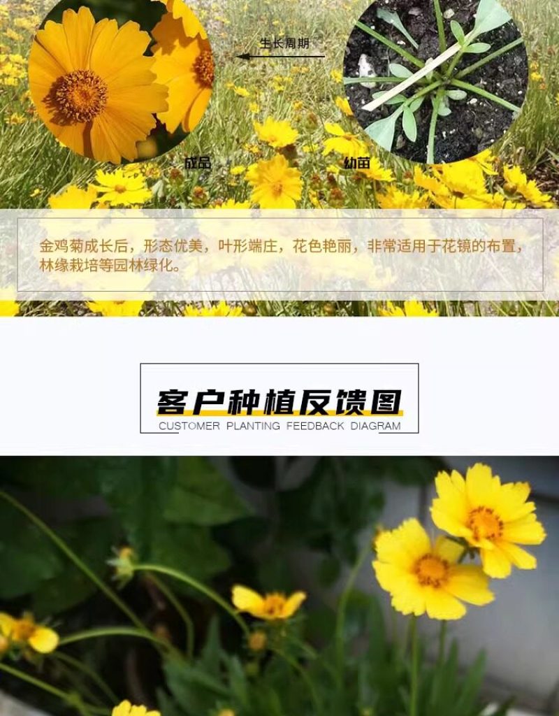 金鸡菊种子公园花海工程造景耐热耐旱四季种植易养活多年矮生