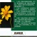 金鸡菊种子公园花海工程造景耐热耐旱四季种植易养活多年矮生