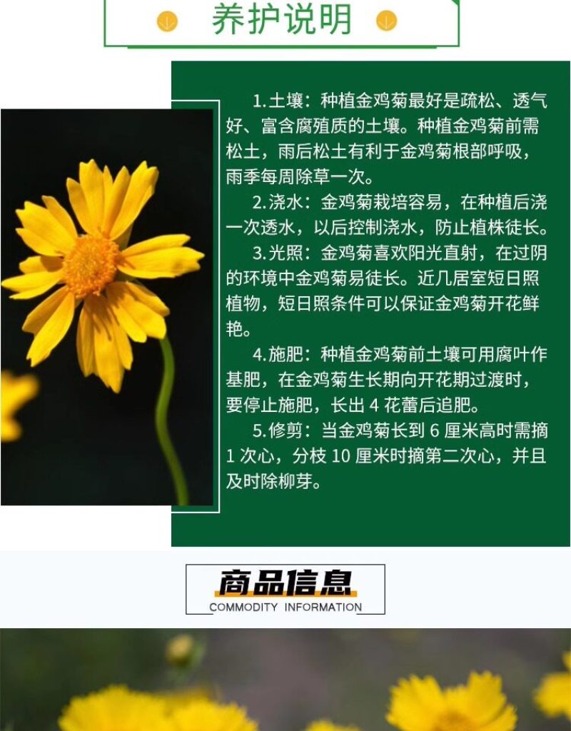 金鸡菊种子公园花海工程造景耐热耐旱四季种植易养活多年矮生