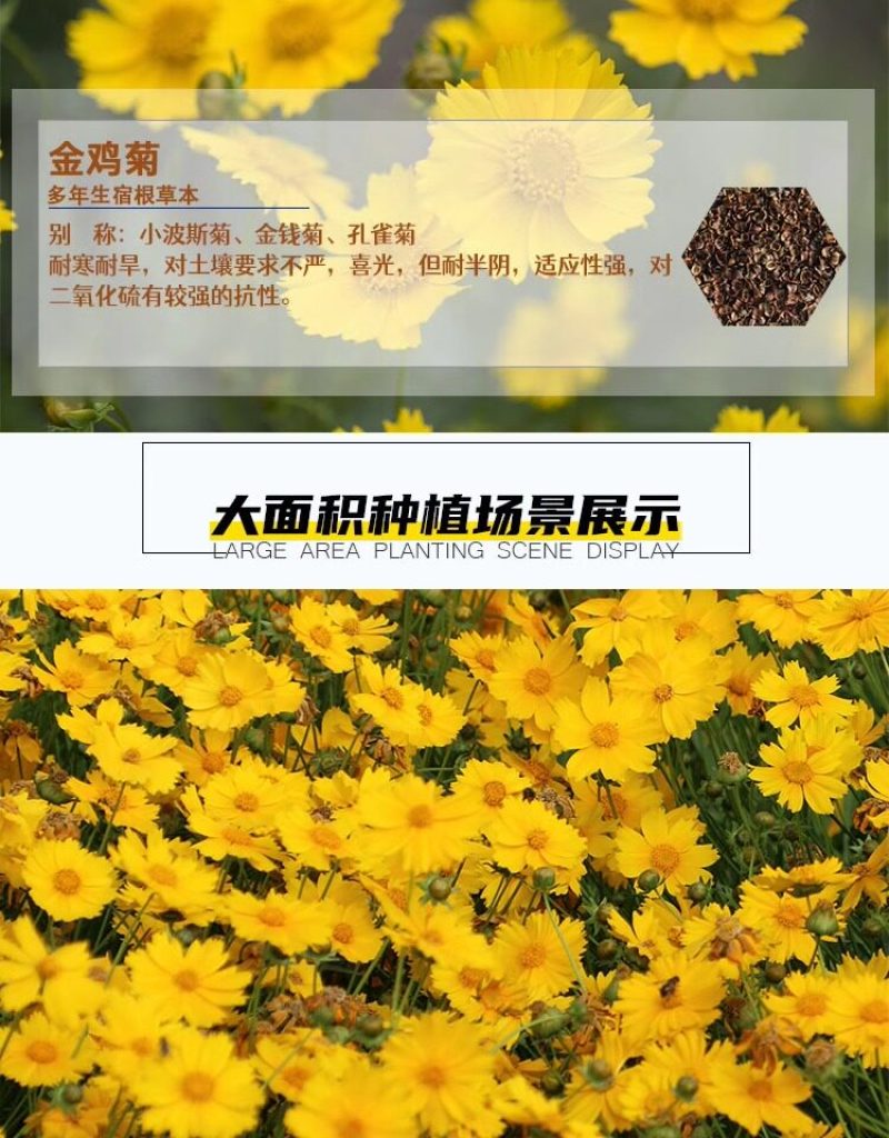 金鸡菊种子公园花海工程造景耐热耐旱四季种植易养活多年矮生