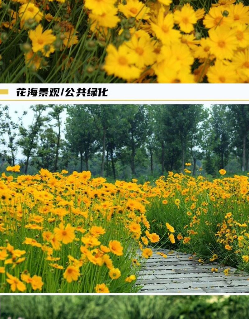 金鸡菊种子公园花海工程造景耐热耐旱四季种植易养活多年矮生