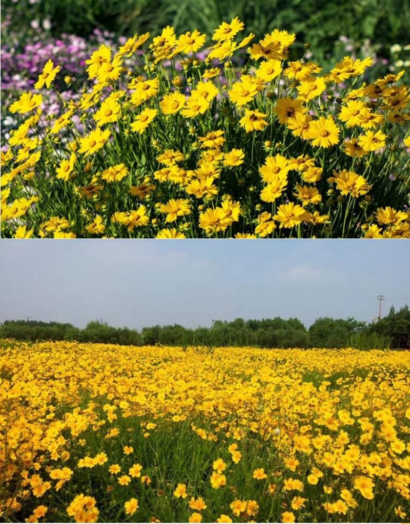 金鸡菊种子公园花海工程造景耐热耐旱四季种植易养活多年矮生