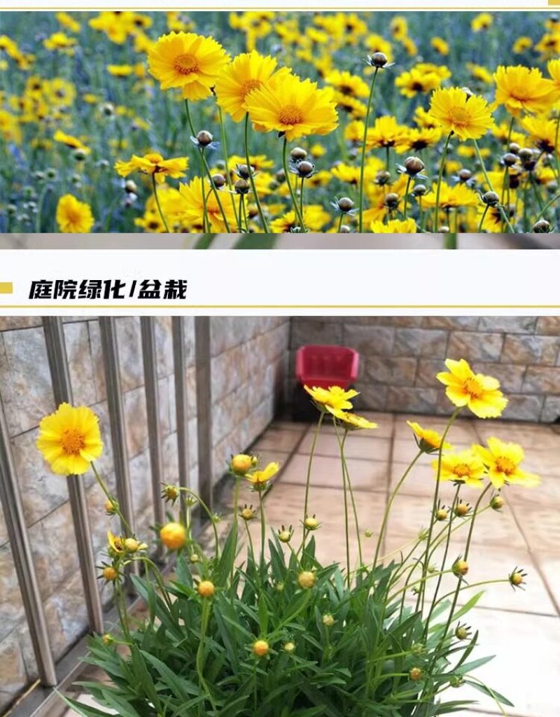 金鸡菊种子公园花海工程造景耐热耐旱四季种植易养活多年矮生