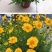 金鸡菊种子公园花海工程造景耐热耐旱四季种植易养活多年矮生