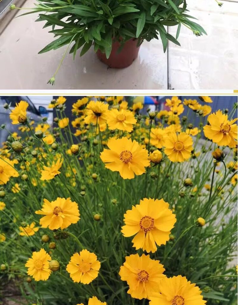 金鸡菊种子公园花海工程造景耐热耐旱四季种植易养活多年矮生