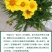 金鸡菊种子公园花海工程造景耐热耐旱四季种植易养活多年矮生