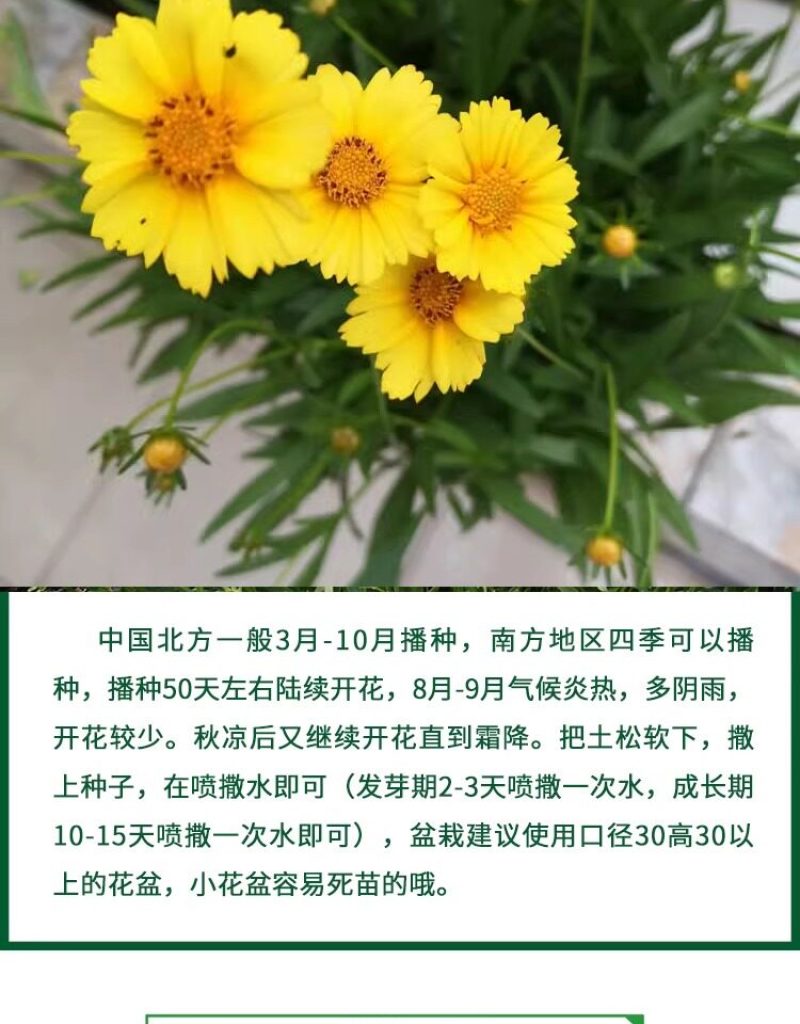 金鸡菊种子公园花海工程造景耐热耐旱四季种植易养活多年矮生