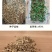 金盏菊花种籽子金盏花种子四季易种花籽长生菊花海易种活盆栽