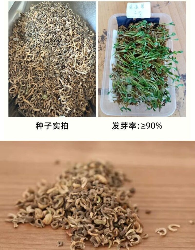金盏菊花种籽子金盏花种子四季易种花籽长生菊花海易种活盆栽