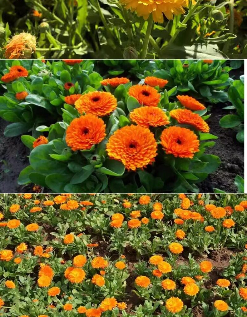 金盏菊花种籽子金盏花种子四季易种花籽长生菊花海易种活盆栽