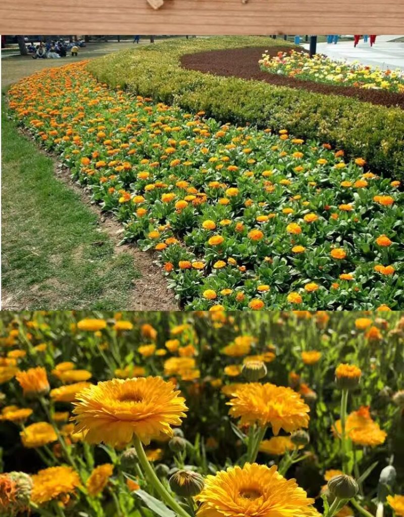 金盏菊花种籽子金盏花种子四季易种花籽长生菊花海易种活盆栽