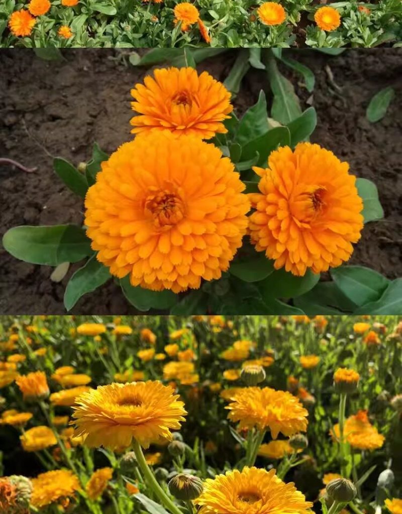 金盏菊花种籽子金盏花种子四季易种花籽长生菊花海易种活盆栽