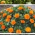 金盏菊花种籽子金盏花种子四季易种花籽长生菊花海易种活盆栽