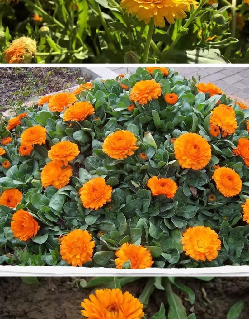 金盏菊花种籽子金盏花种子四季易种花籽长生菊花海易种活盆栽