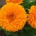 金盏菊花种籽子金盏花种子四季易种花籽长生菊花海易种活盆栽